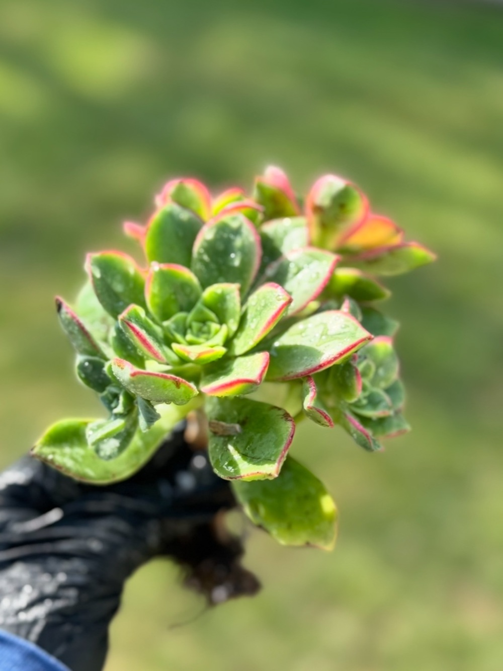 Aeonium "Kiwi"  Succulent Plant - Picture 5 of 17